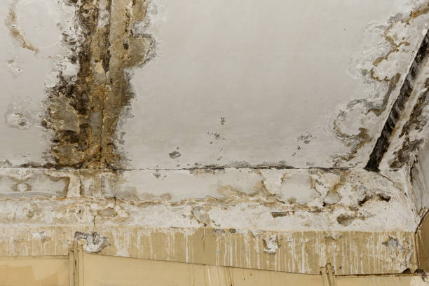 Professional Mold Prevention & Removal  in Lake Forest, IL